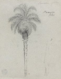 Botanische schets met twee aanzichten van de Tamaca-palm